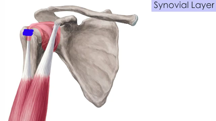 Still large shoulder joint   anatomy tutorial